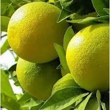Fresh Thai Lemons