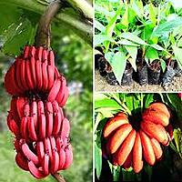 Jai Traders Red Banana