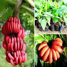 Jai Traders Red Banana