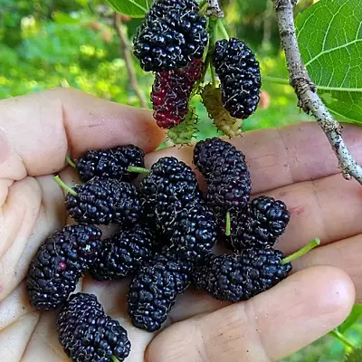 MULBERRY