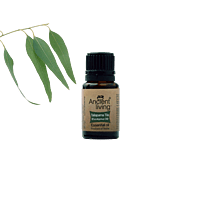 Ancient Living Eucalyptus Essential Oil - 10 ml