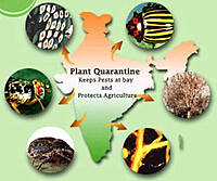 Export Commodity Fumigation Service