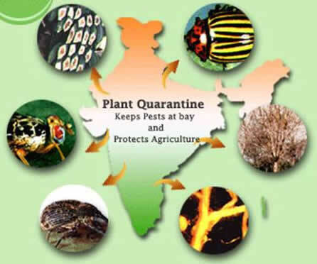 Export Commodity Fumigation Service