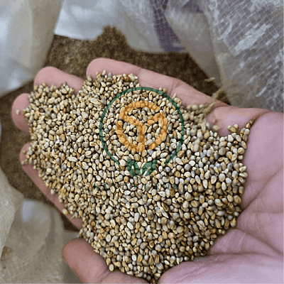 Bajra (Pearl Millet)