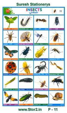 Insects - Picture Chart No - 11