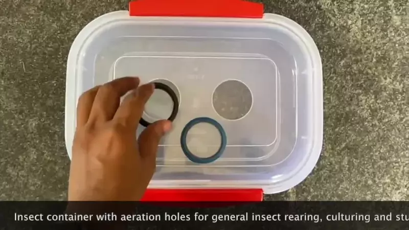 Insect Container Green small - LI-BI-08