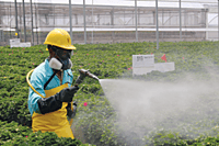 Greenhouse Pest & Pathogen Decontamination Treatment