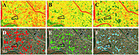Pest & Disease Spread Geo-Spatial Prediction & Surveillance System