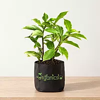 Insulin plant (Chamaecostus Cuspidatus)