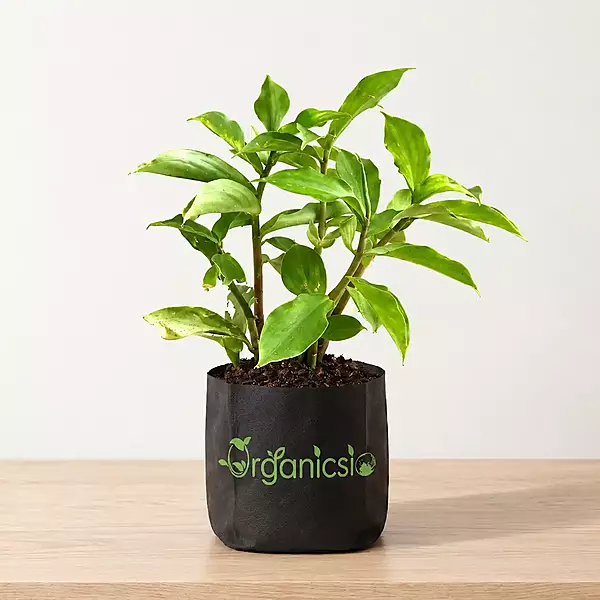 Insulin plant (Chamaecostus Cuspidatus)