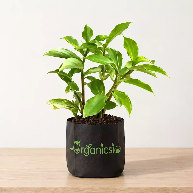 Insulin plant (Chamaecostus Cuspidatus)