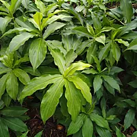 Insulin plant (Chamaecostus Cuspidatus)
