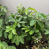 Insulin plant (Chamaecostus Cuspidatus)