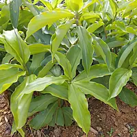 Insulin plant (Chamaecostus Cuspidatus)