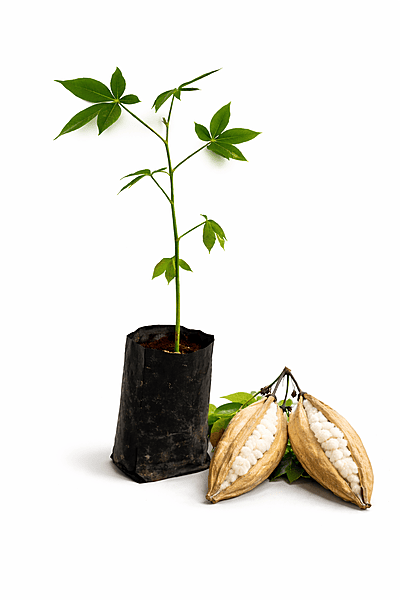 Ilavam Panju Maram Live Plant Sapling | Kapok Tree | Silk Cotton Tree (Ceiba pentandra)