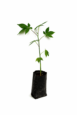 Ilavam Panju Maram Live Plant Sapling | Kapok Tree | Silk Cotton Tree (Ceiba pentandra)