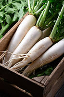 Radish