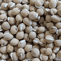 Organic Kanupu chikkudu Seeds 6 to 8 | Heirloom short beans