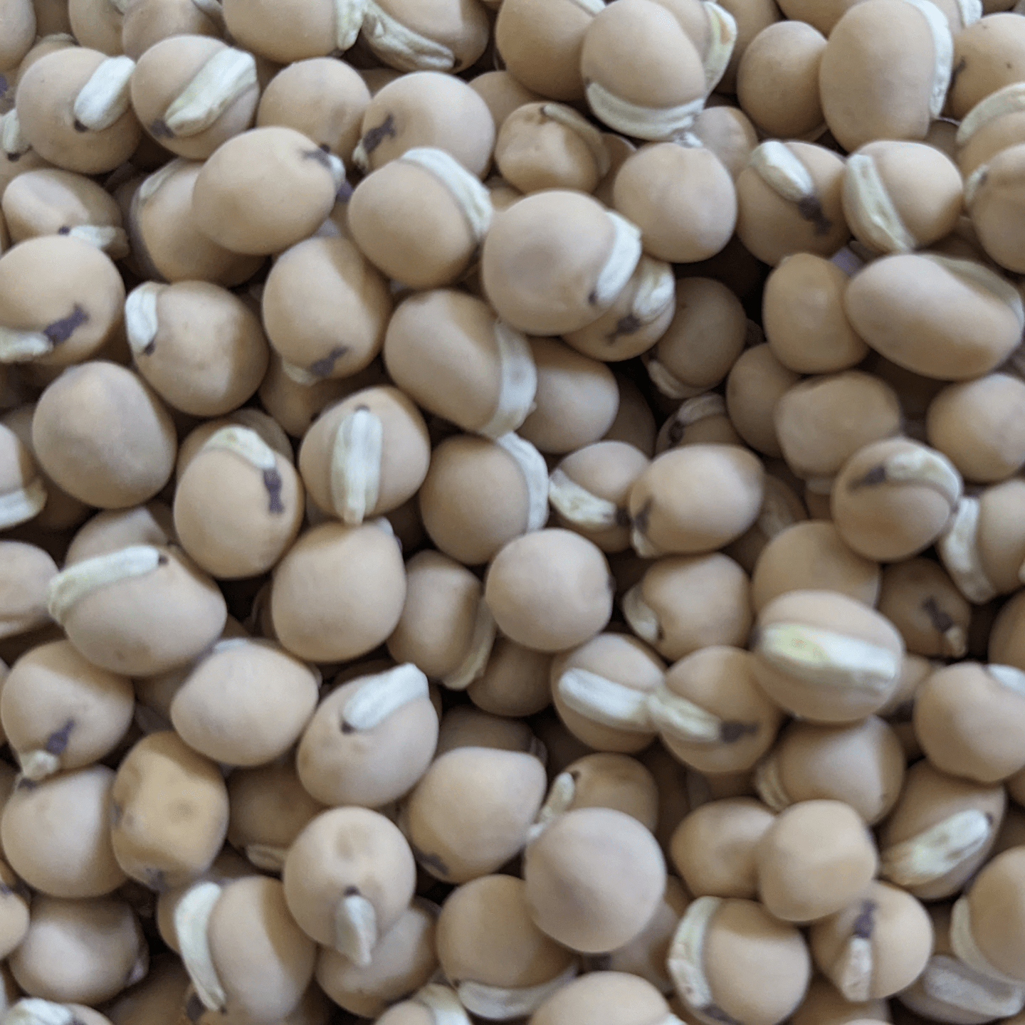 Organic Kanupu chikkudu Seeds 6 to 8 | Heirloom short beans