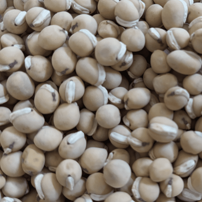 Organic Kanupu chikkudu Seeds 6 to 8 | Heirloom short beans