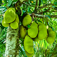 Jackfruit Saplings