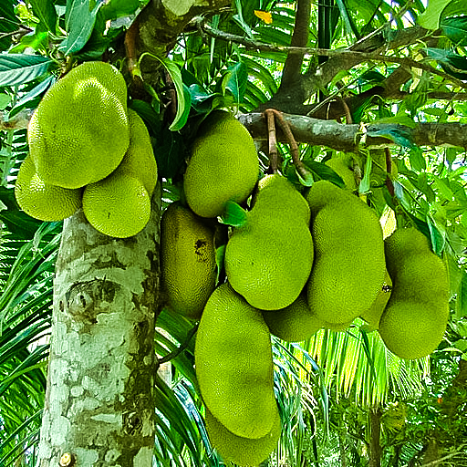 Jackfruit Saplings