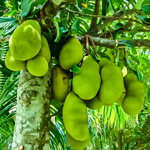 Jackfruit Saplings