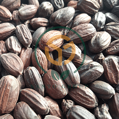 Jojoba Seeds