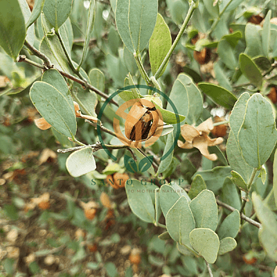 Jojoba Seeds