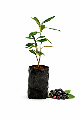 Jamun Fruit Plant (Naaval Pazham) Live Sapling – Black Plum Tree for Home Garden