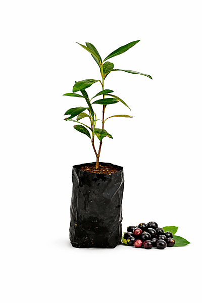 Jamun Fruit Plant (Naaval Pazham) Live Sapling – Black Plum Tree for Home Garden