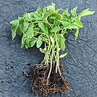 Tomato Seedlings with cocopeat glasses 5 Nos