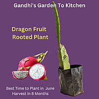 White inside Dragon Fruit - Rooted Plant 3 months old. Inside Sweeter white Pulp and outer Red skin