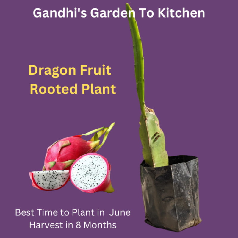 White inside Dragon Fruit - Rooted Plant 3 months old. Inside Sweeter white Pulp and outer Red skin
