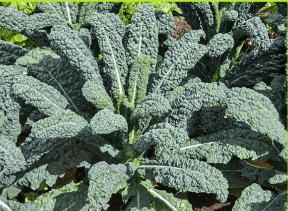 Kale Leaves