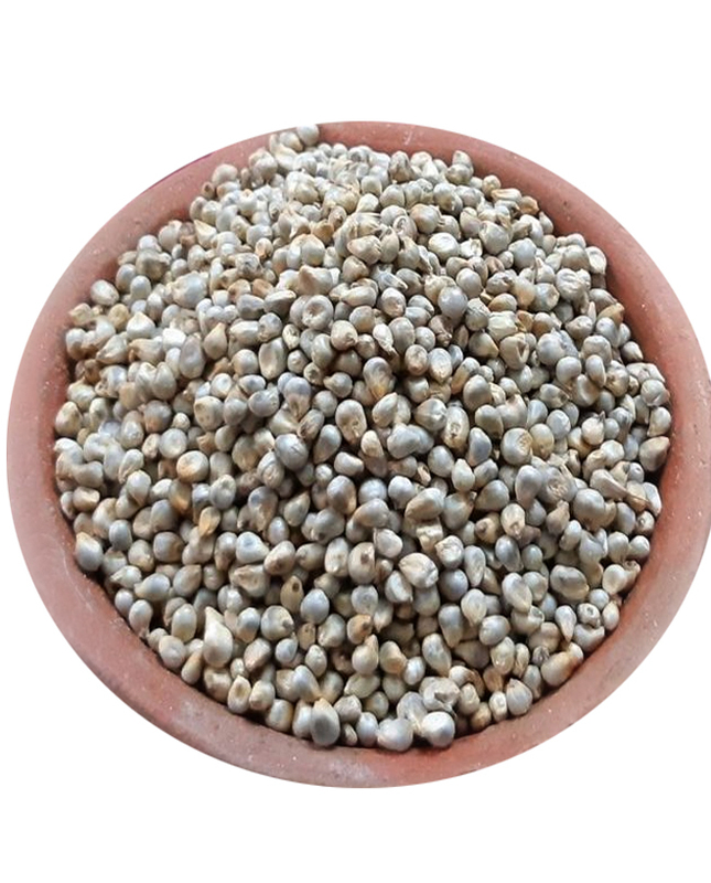 Pearl Millet | Mottu Kambu