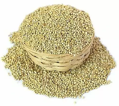 Kambu
(Pearlmillet)