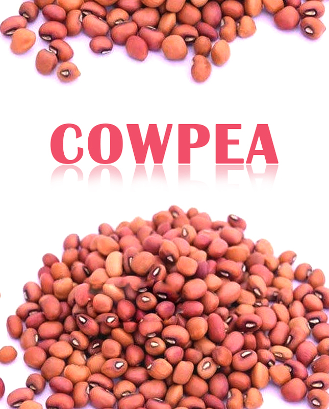 Dry Kaaramani - Cowpea