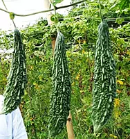 KARELA