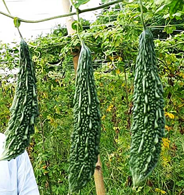 KARELA