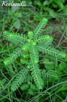 KEEZHANELLI ILAI / COUNTRY GOOSEBERRY POWDER