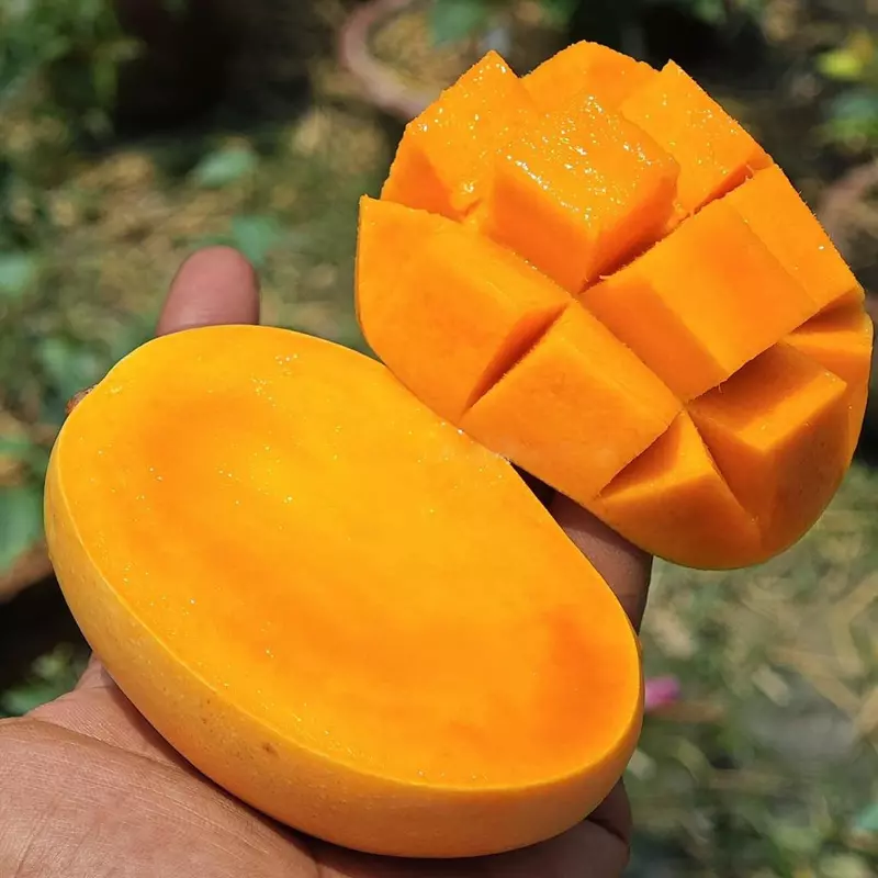 Kesar Mango (Kesar Aam)