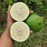 Kidarangai