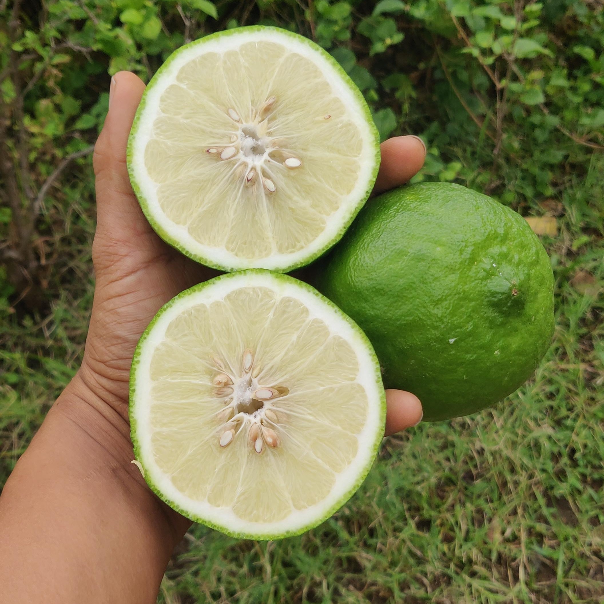 Kidarangai