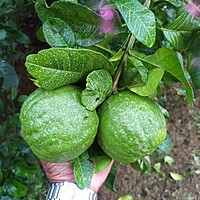 Kidarangai