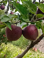 Kinnaur Fresh Apples