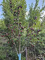 Kinnaur Red Delicious Apples