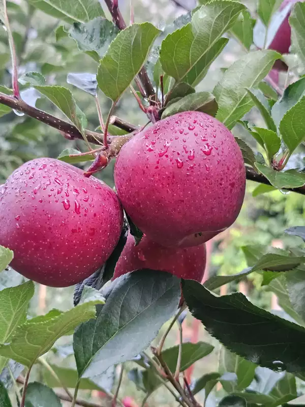 Kinnaur Red Delicious Apples