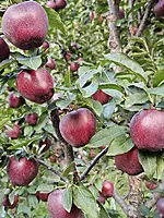Kinnaur Red Delicious Apples