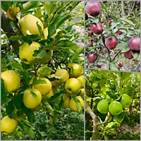 Kinnaur Fresh Apples
